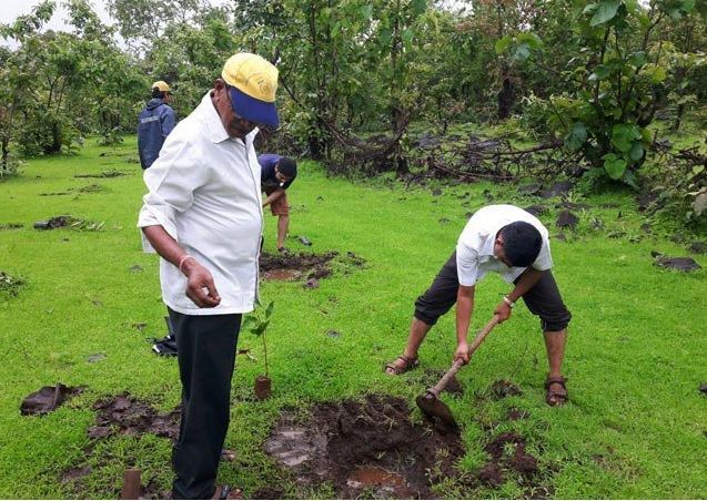 File:Tree Plantation Drive.jpg