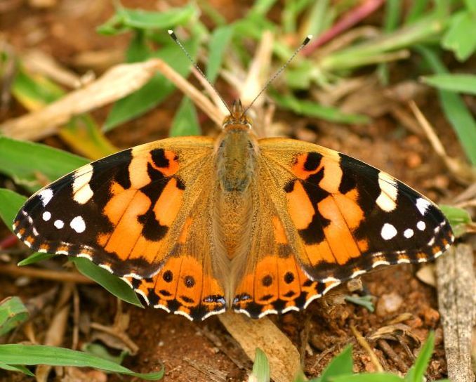 File:Vanessa cardui india.jpg