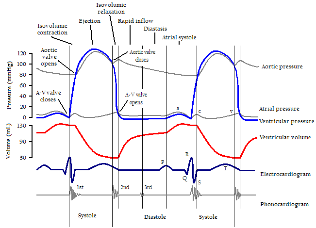 File:Wiggers Diagram.png