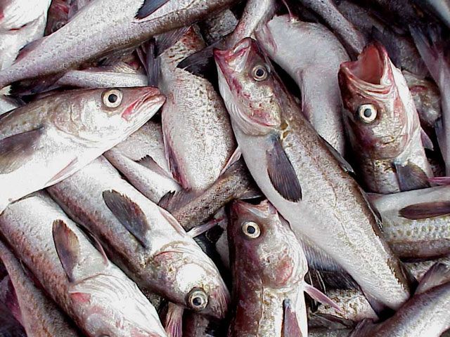 File:Alaska pollock 2.jpg