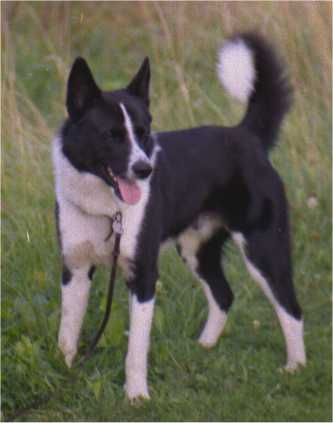 File:Alex-Karelsk Bjornhund.jpg