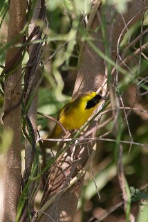 File:Altamira Yellowthroat (Geothlypis flavovelata) male.jpg