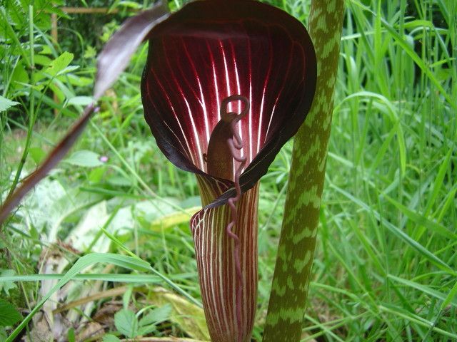 File:Arisaema speciosum au Jardin Jungle.JPG