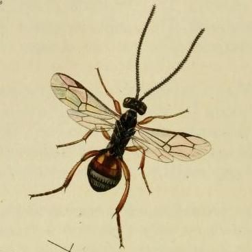 File:Britishentomologyvolume3Plate198 (cropped).jpg