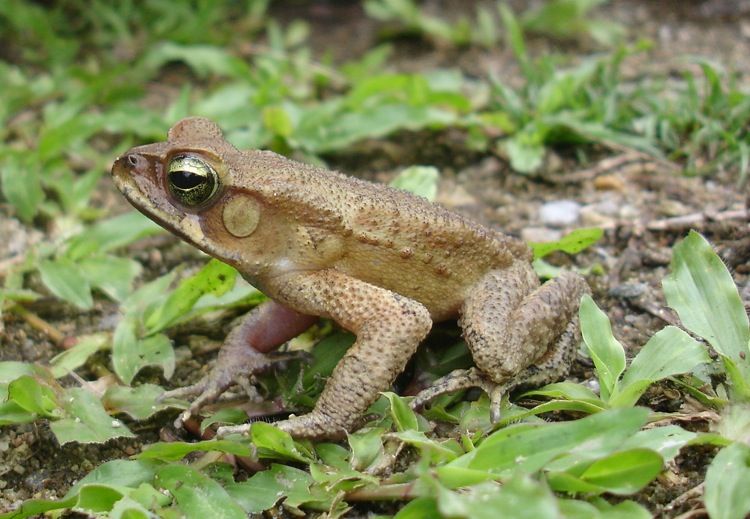 File:Bufo abei02a.jpg