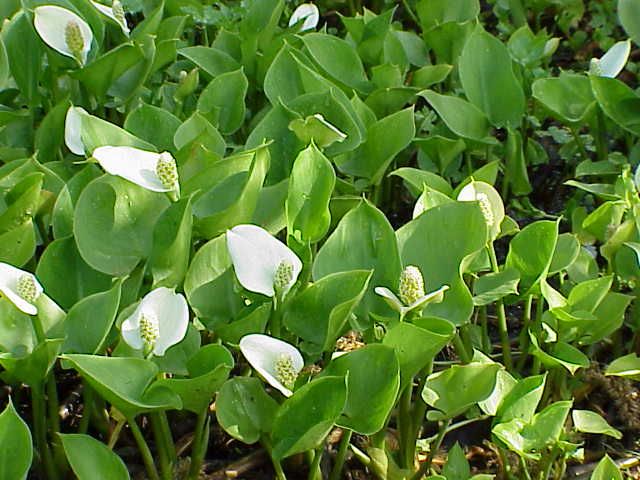 File:Calla palustris2.jpg