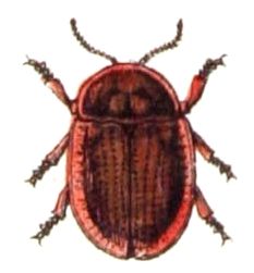 File:Cassida.canaliculata.-.calwer.42.16.jpg