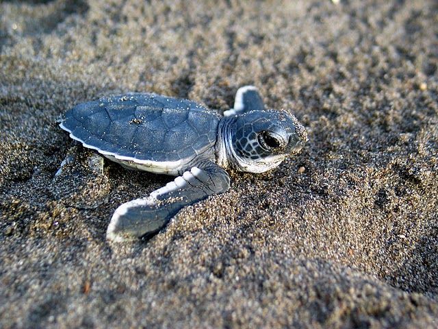 File:Chelonia mydas Baby Sea Turtle.jpg