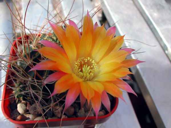 File:Echinopsis pampana1PCJO.jpg