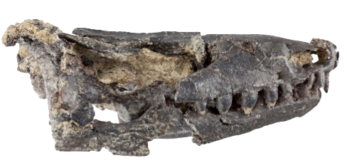 File:Eomurruna skull.png