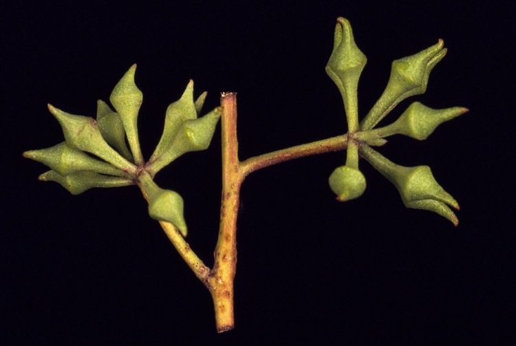 File:Eucalyptus macrorhyncha.jpg