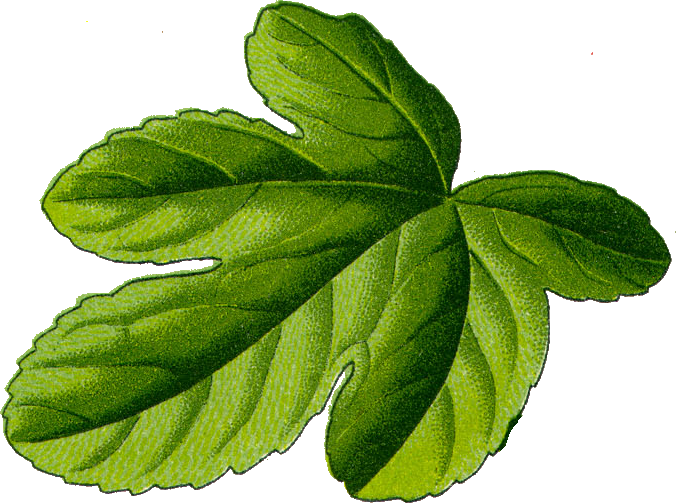 File:Fig leaf.png