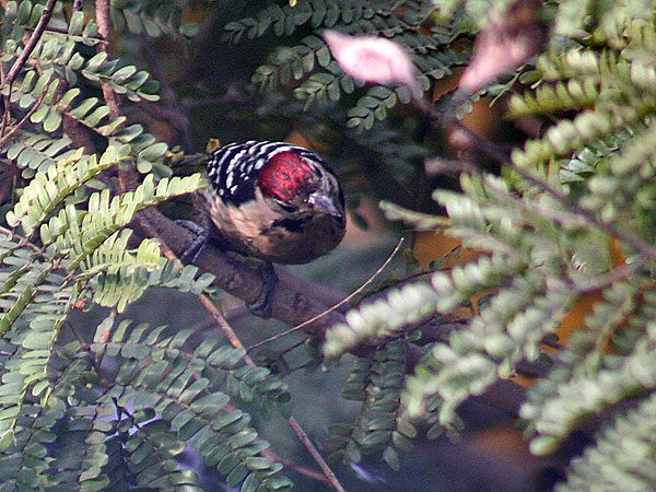 File:Fulvous breasted Woodpecker I IMG 5967.jpg