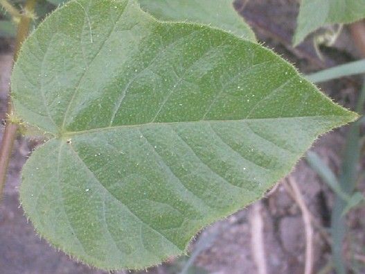 File:K.Pudur Village Green plants 2.jpg