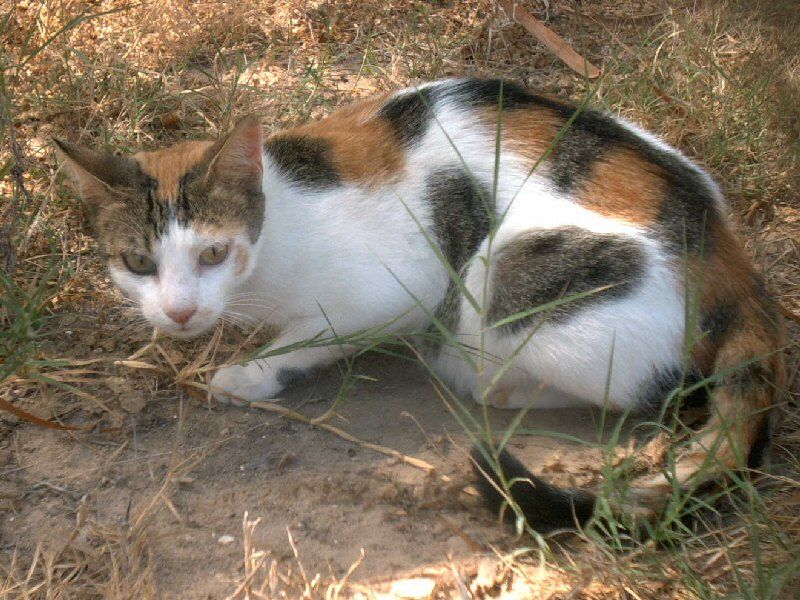 File:Katze in Tunesien.jpg