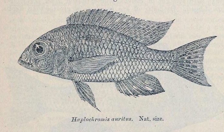 File:Lethrinops auritus.jpg