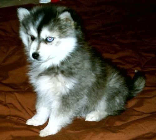 File:Miniature Siberian Husky.jpg