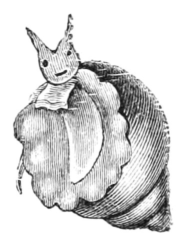 File:Natural History - Mollusca - Stylifer.png