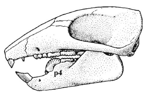 File:Nemegtbaatar skull.jpg