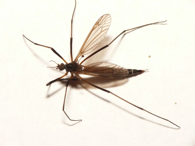 File:Nigrotipula nigra.jpg