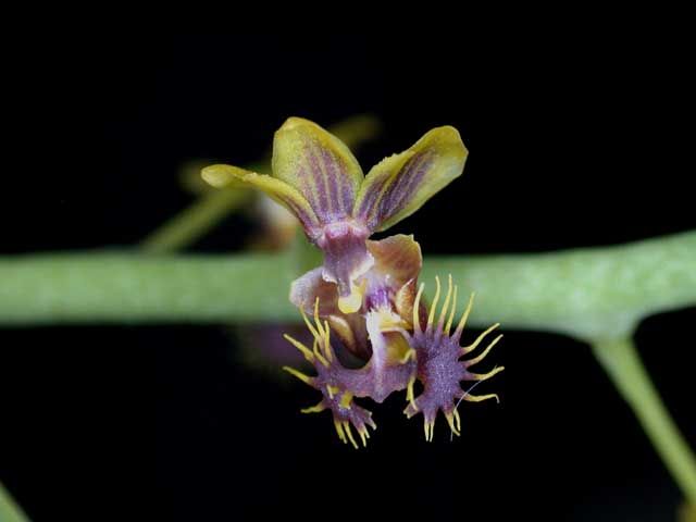 File:Ornithochilus difformis toapel.jpg