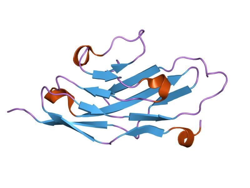 File:PDB 1nko EBI.jpg