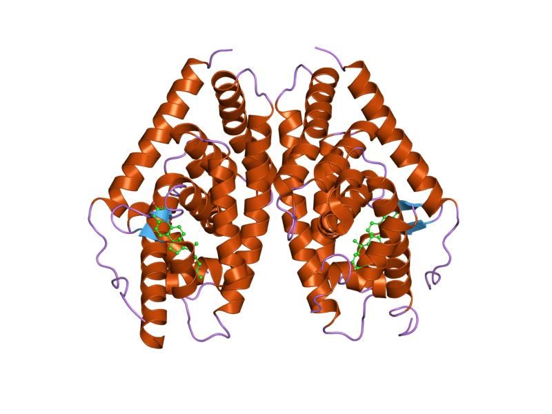 File:PDB 1p8d EBI.jpg