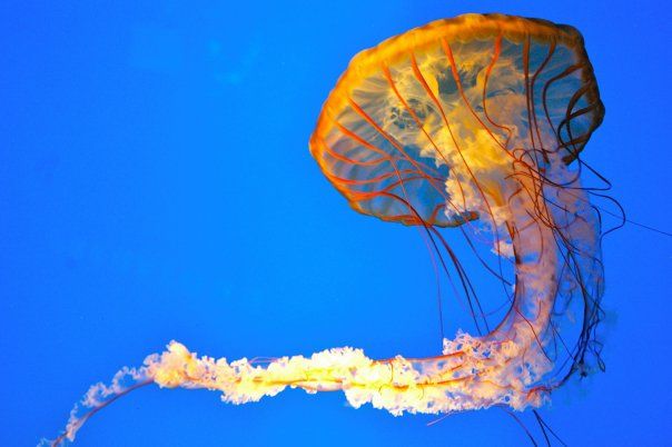 File:Pacific Sea Nettle, Baltimore, MD Aquarium.jpg