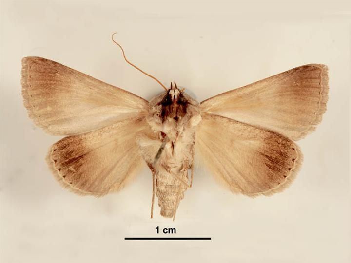 File:Pantydia sparsa male ventral.jpg