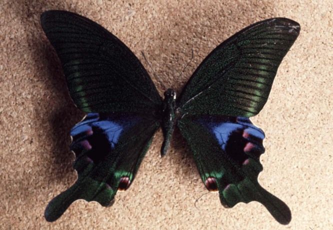 File:Papilio arcturus ulster.jpg