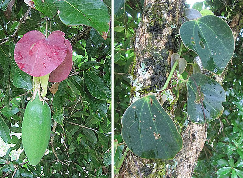 File:Passiflora membranacea (11256961743).jpg