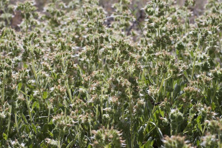 File:Phacelia corymbosa.jpg