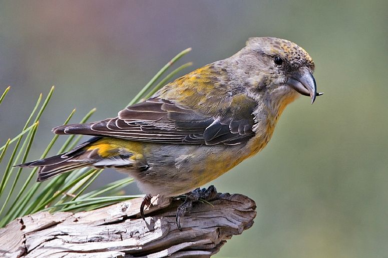 File:Red Crossbill (Female).jpg