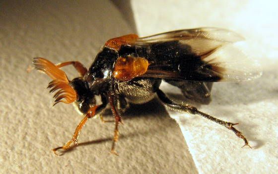 File:Rhipiphorus diadasiae male.jpg