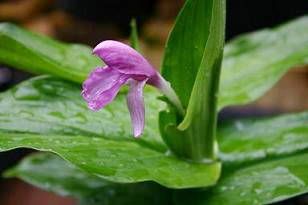 File:Roscoea australis 1.jpg