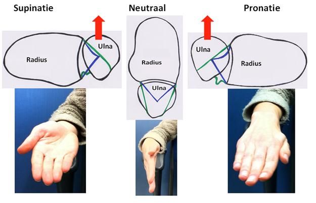 File:Rul's by pro- and supination.jpg