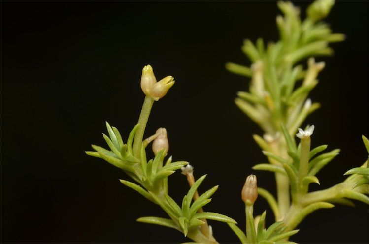 File:S.fasciculatus up close.jpg