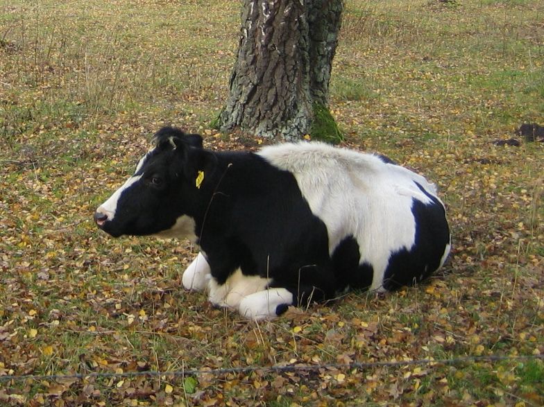 File:Svensk Låglandsboskap.jpg