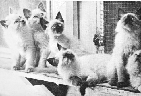 File:Sylvia Holland's Balinese Kittens.png