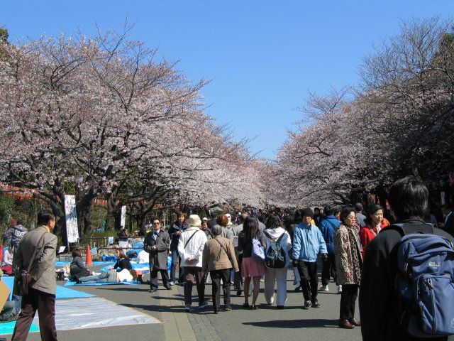 File:UenoPark Hanami.jpg