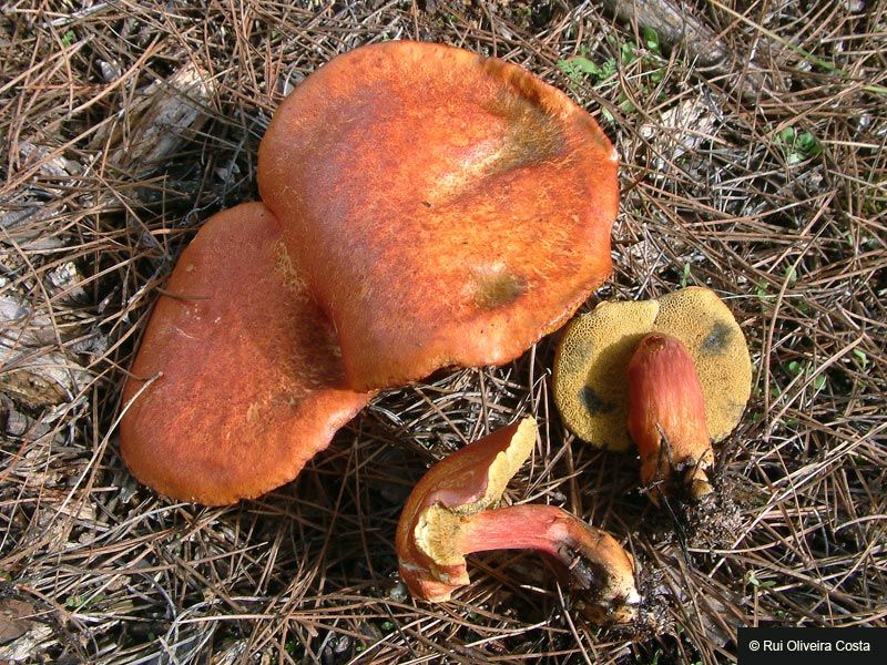 File:Xerocomus armeniacus.jpg