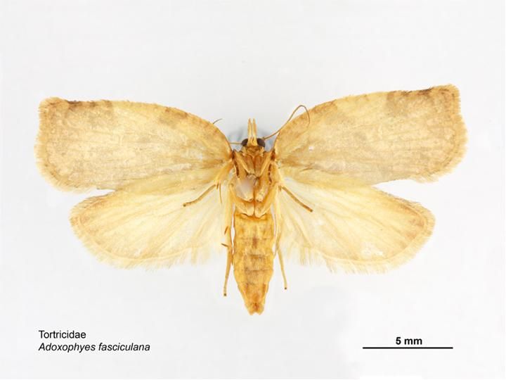 File:Adoxophyes fasciculana ventral.jpg