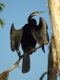 File:Anhinga novaehollandiae.jpg