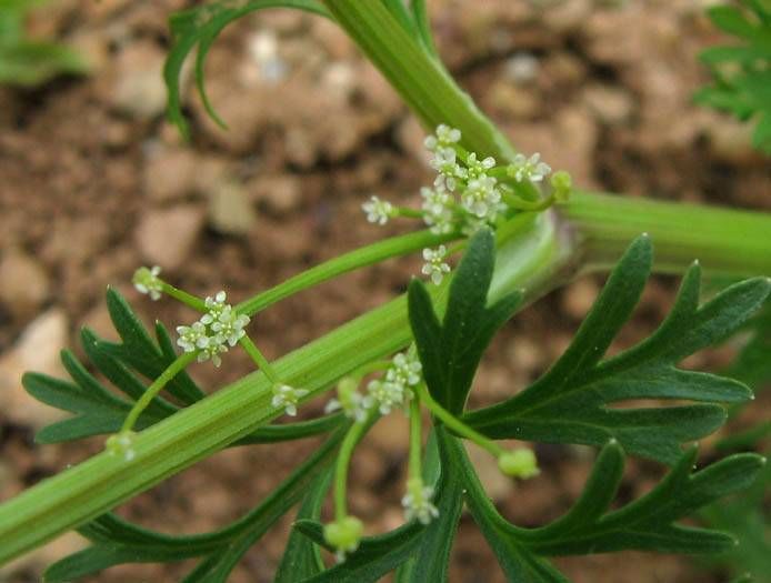 File:Apiastrumangustifolium.jpg