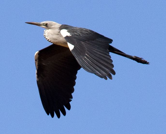 File:Ardea pacifica in flight.jpg