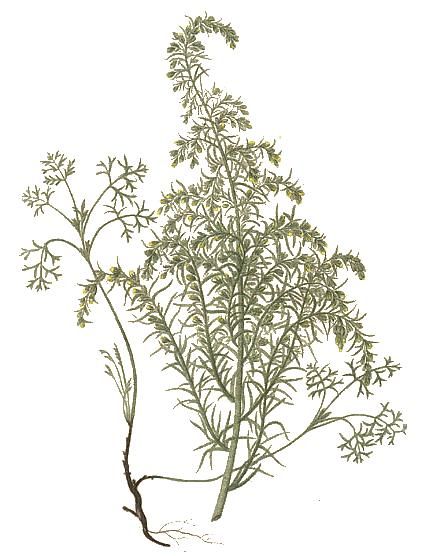 File:Artemisia maritima - Kops.jpg