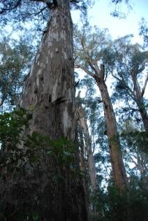 File:Brown Mountain old growth tree.jpg