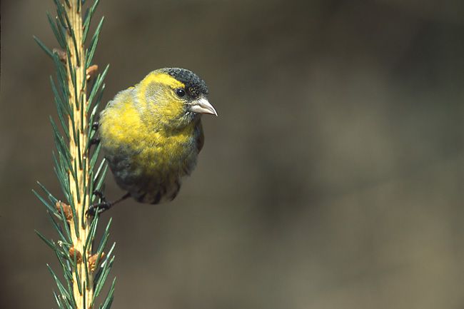 File:Carduelis spinus 1 tom (Marek Szczepanek).jpg