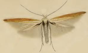 File:Coleophora discordella.JPG