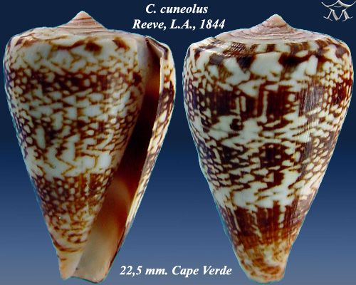 File:Conus cuneolus 3.jpg